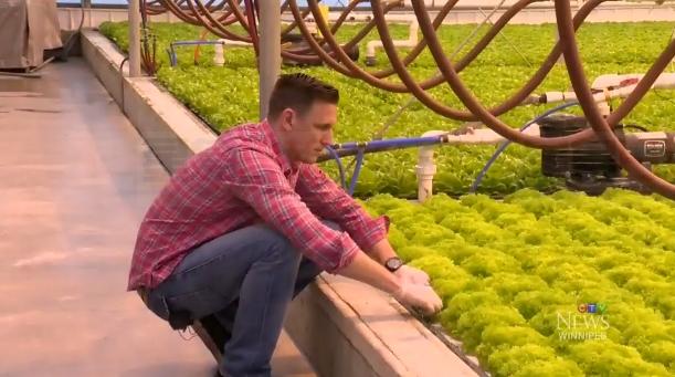 食品安全專家警告：水培生菜對大腸桿菌並不免疫