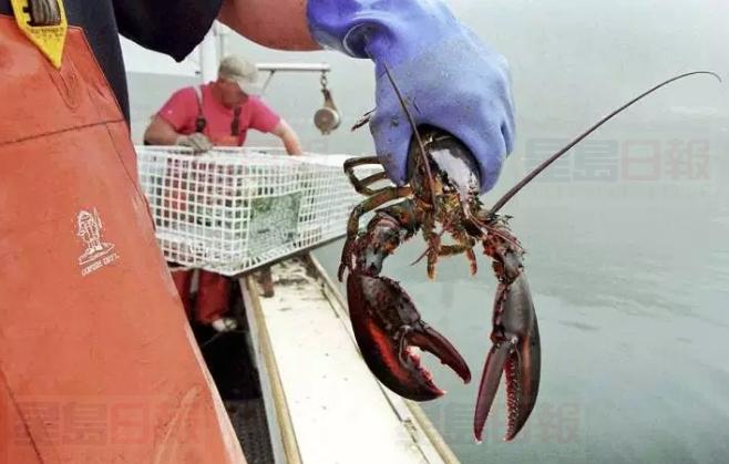 無法擊敗大自然 新省龍蝦捕撈季因天氣原因推遲開放