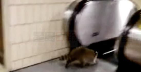 浣熊在TTC地鐵站坐自動扶梯 買票了嗎？