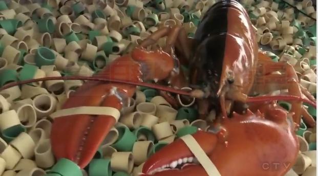 加拿大水域驚現極罕見分裂色龍蝦 概率：1/5000萬