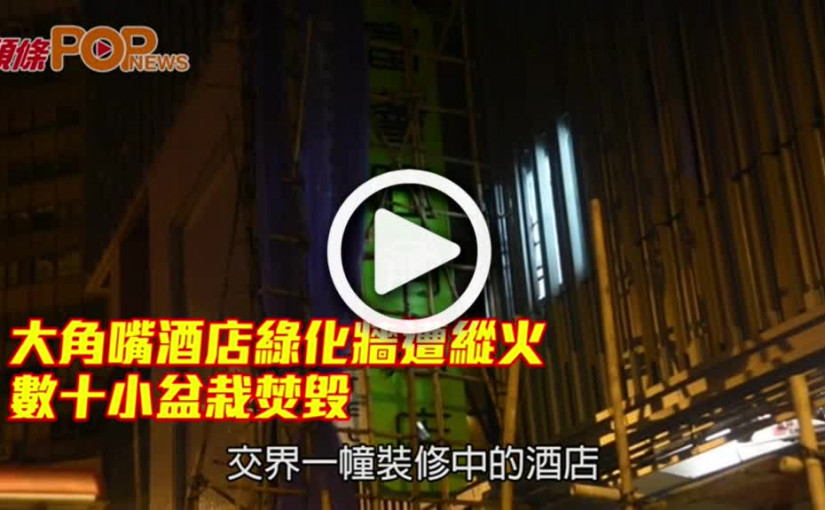 大角嘴酒店綠化牆遭縱火              數十小盆栽焚毀