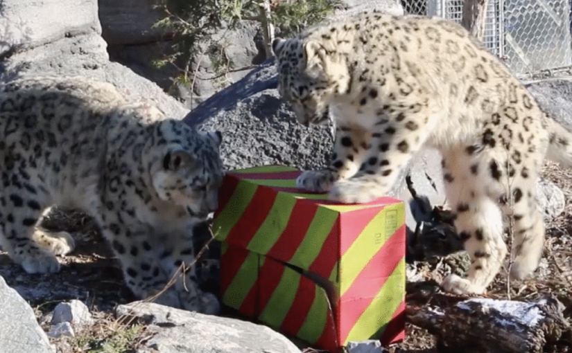 【視頻】給動物們送聖誕禮物，多倫多動物園「年度最可愛」視頻出爐