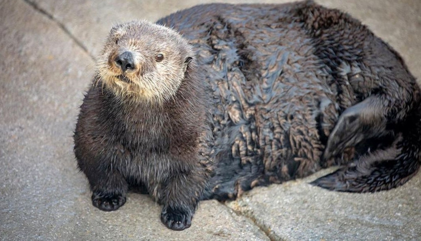 加州水族館秀海獺可愛照片 一言不合网友怒了