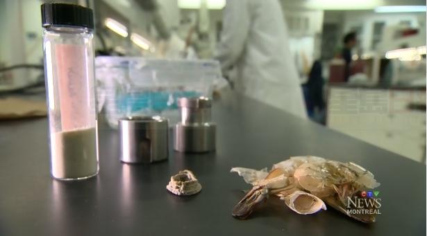 變廢為寶 滿地可研究人員用蝦殼製造可降解塑料