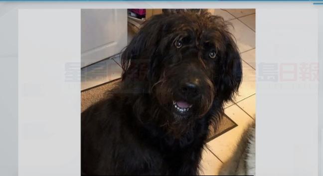 Brampton一小狗隨車子被盜 家人懸賞500元