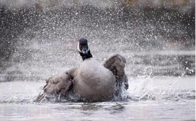 翅膀受傷無法南飛 加拿大鵝在溫尼伯洗車場安家過冬