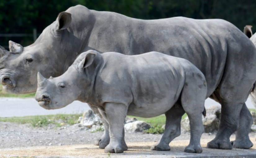 驚險！男孩參觀犀牛展覽 與犀牛接觸受傷！