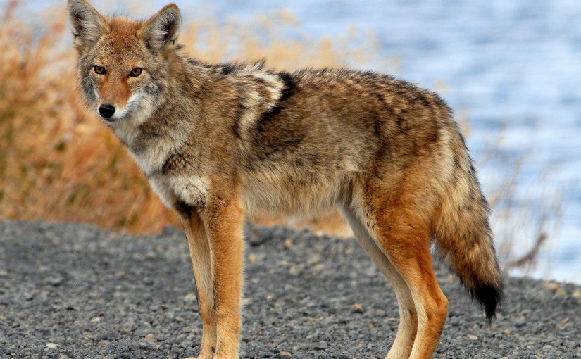 列治文出現郊狼 公眾要加倍警覺