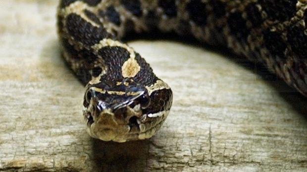 北溫一名兩歲女童中蛇毒死亡  一男子被捕