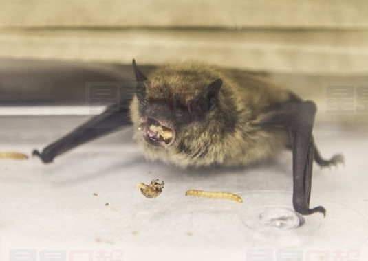 萬錦驗出蝙蝠染狂犬病毒   當局籲市民勿飼養接觸後受傷速求醫