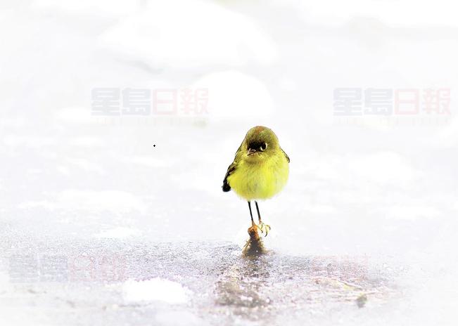 周日升溫達9℃    乍暖還寒下周一降至 -11℃