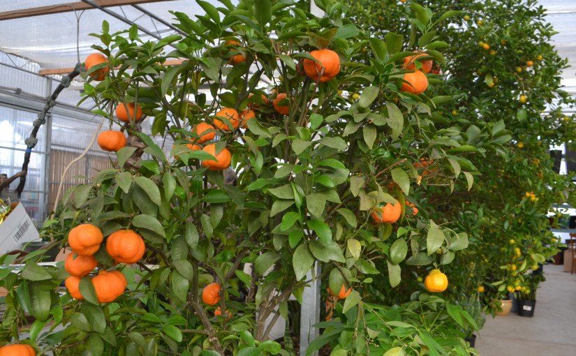 春節年花盛開 但價格上漲