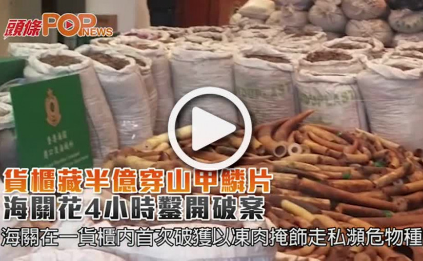 貨櫃藏半億穿山甲鱗片  海關花4小時鑿開破案