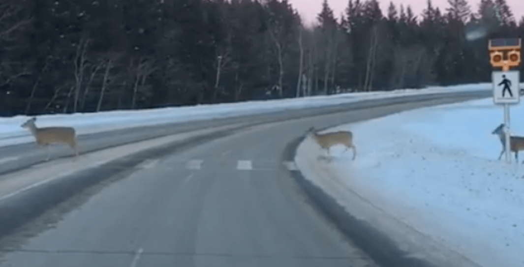 【視頻】鹿群守規矩  排隊踏斑馬線橫過馬路