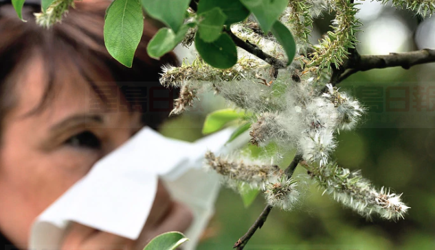 春季過敏症增  科學家指致敏原因不明