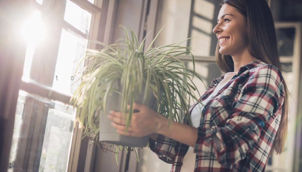 10種室內植物  除毒淨化空氣功效大