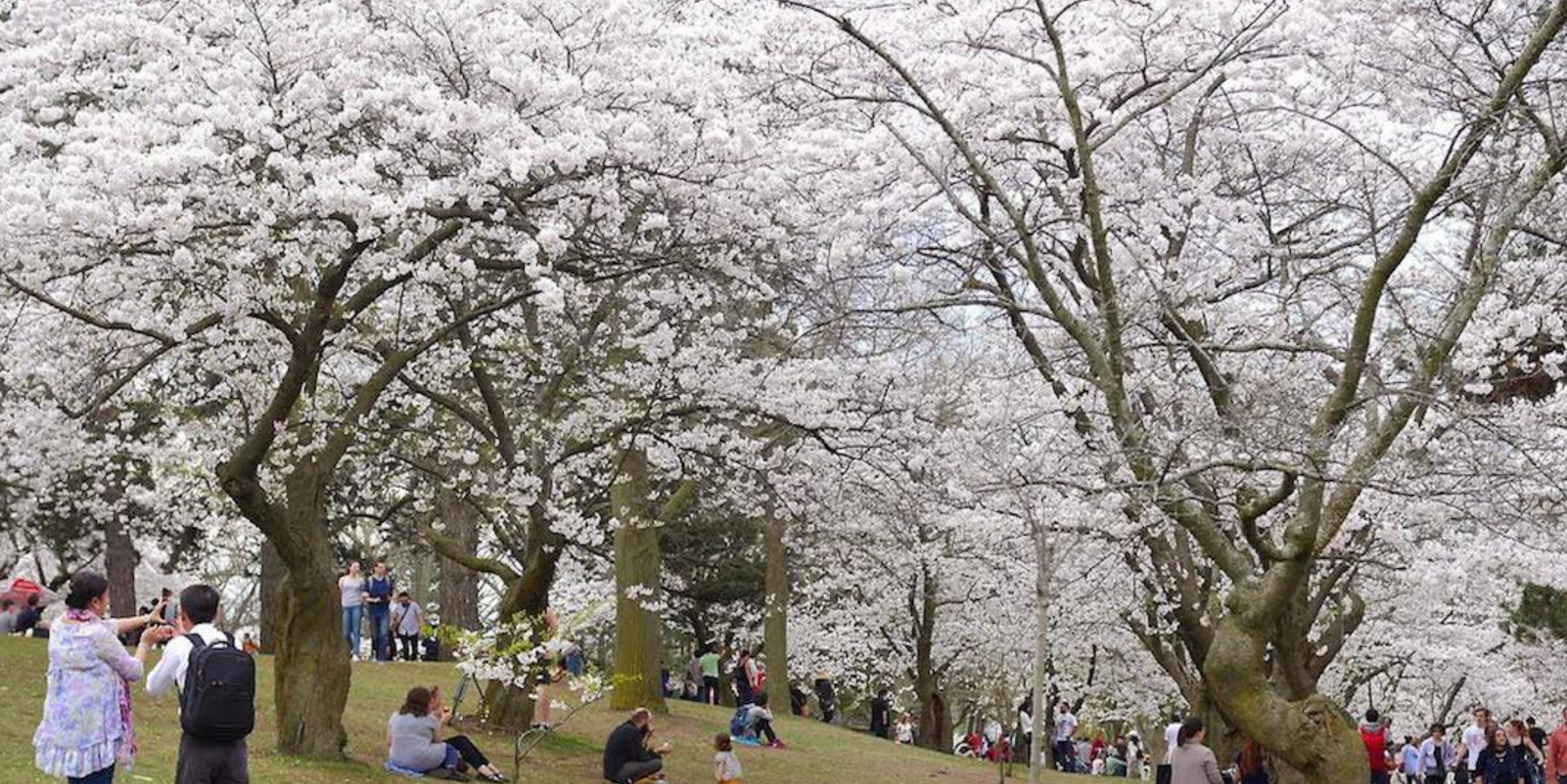 High Park櫻花料4月底盛放  花蕾健康已呈紅棕色