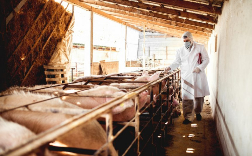 加拿大禁止進口所有中國豬肉產品