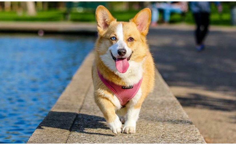 溫哥華近千狗狗大聚會