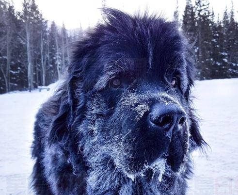 多市持續寒冷今晚-17℃   加國中西部極寒體感跌至-50℃