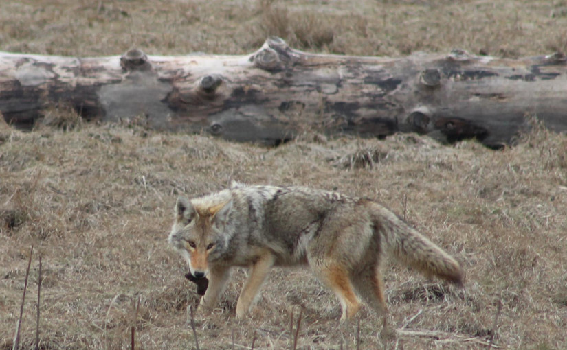 【本報直撃】郊狼野外獵食連環鏡頭