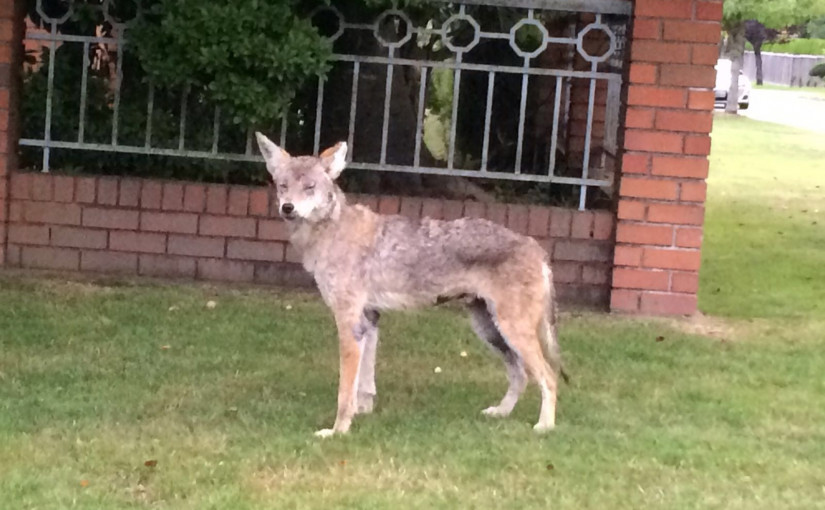 大溫地區出現郊狼的機會大增