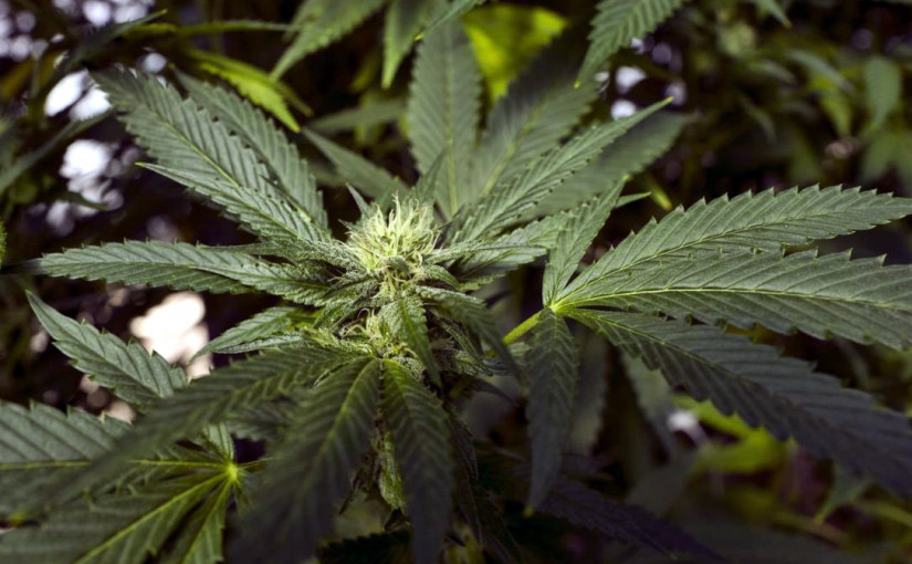 加國大麻生產商Cronos Group第4季總收入上漲逾兩倍