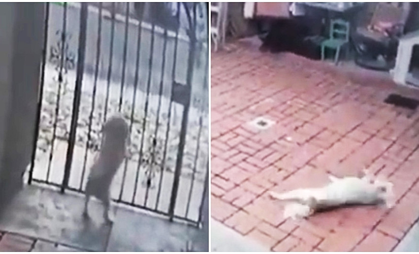 【有片】郵差派信濫用噴胡椒噴霧   傷害家犬致痙攣9戶當殃