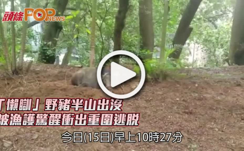 「懶瞓」野豬半山出沒    被漁護驚醒衝出重圍逃脫