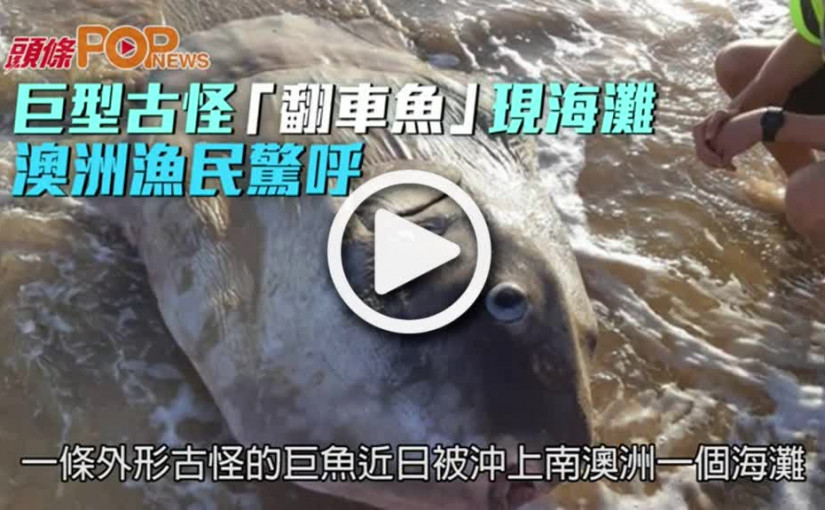 巨型古怪「翻車魚」現海灘  澳洲漁民驚呼