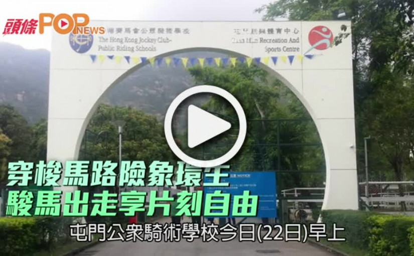 穿梭馬路險象環生        駿馬出走享片刻自由
