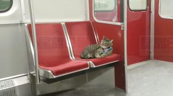 【視頻】貓兒獨自搭地鐵行街