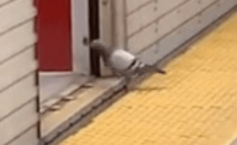 【有片】鴿子飛倦了  不如坐地鐵