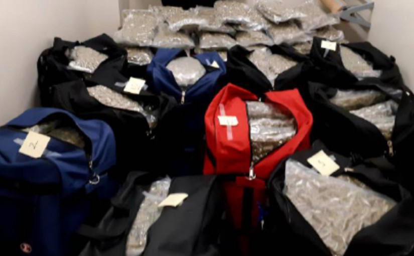 警方萬錦市截獲160萬元非法大麻  拘兩華裔男子