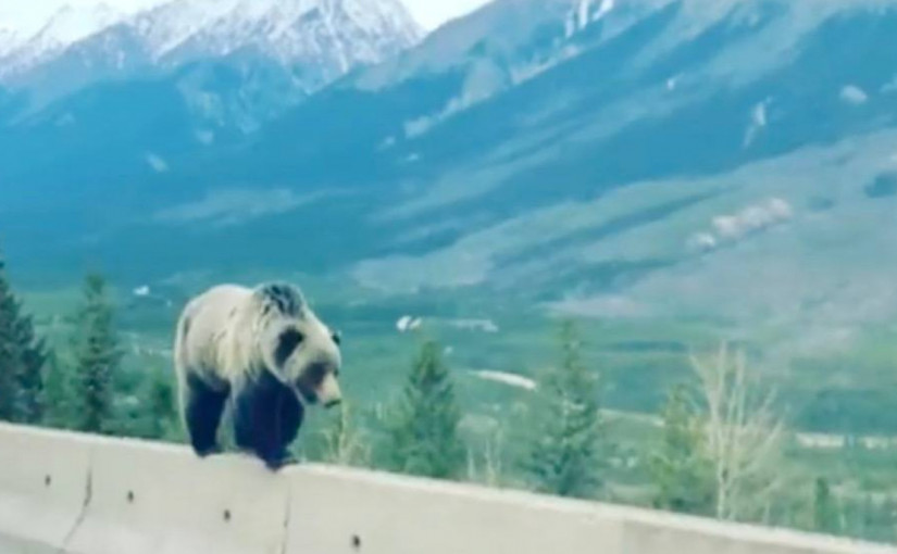 【視頻】 大灰熊高速公路散步 視頻上網社媒熱議