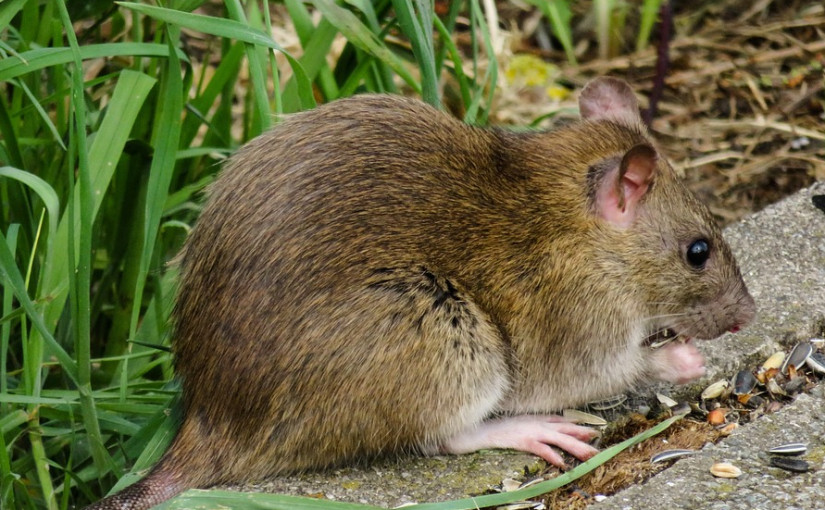 多市鼠患嚴重入侵民居  投訴最多地區10年達547宗