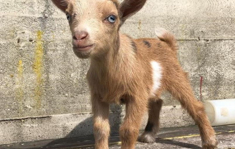 出生12天的小山羊竟被偷走了