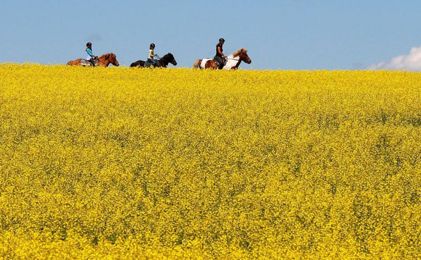 芥花籽農民再等幾天 聯邦將出手相救