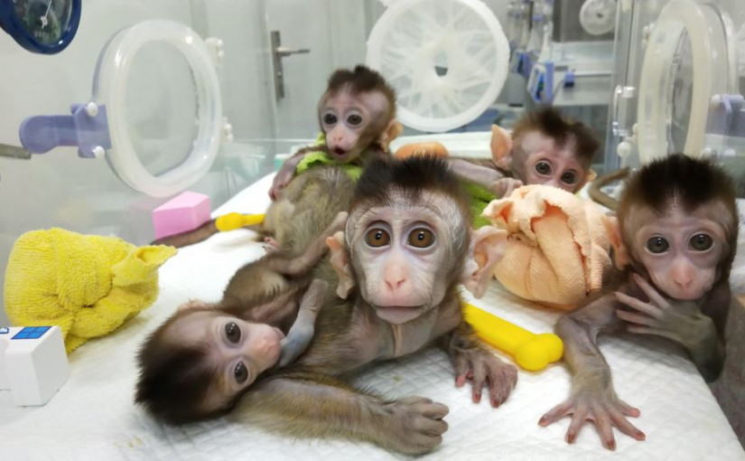 人猿星球現實版？中國將人類腦基因注入猴子內