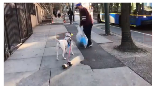 【有片】主人讓狗狗拖啞鈴行街  稱是訓練沒被控虐畜