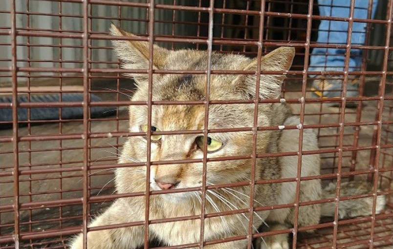 由深圳運到卑詩東北部的貨櫃內發現一隻貓 奇蹟生還