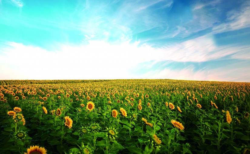 擁抱向日葵 （東）