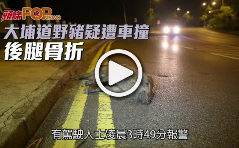 大埔道野豬疑遭車撞  後腿骨折