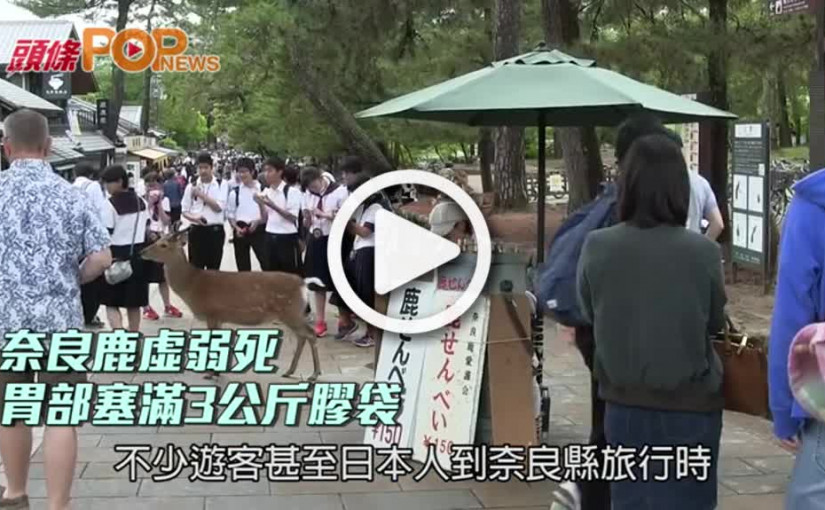 奈良鹿虛弱死    胃部塞滿3公斤膠袋