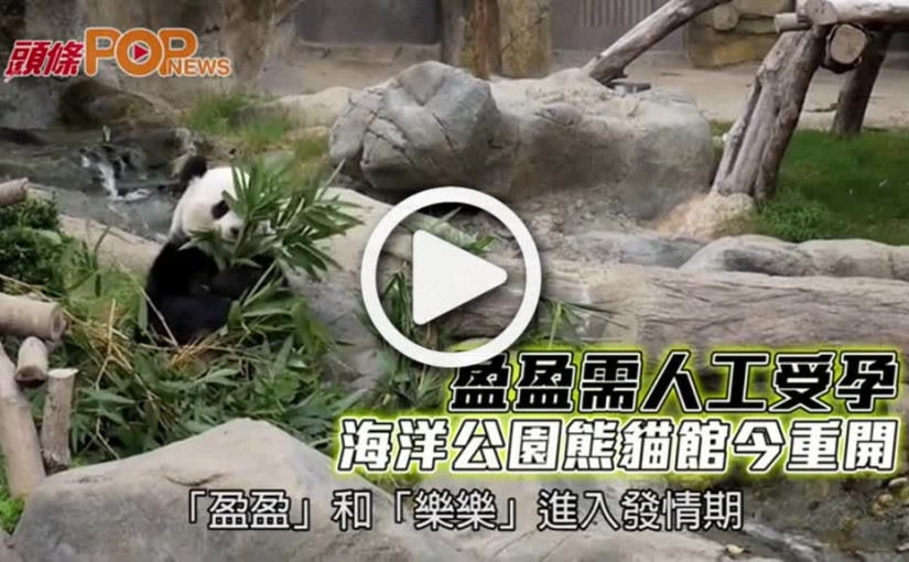 盈盈需人工受孕  海洋公園熊貓館今重開