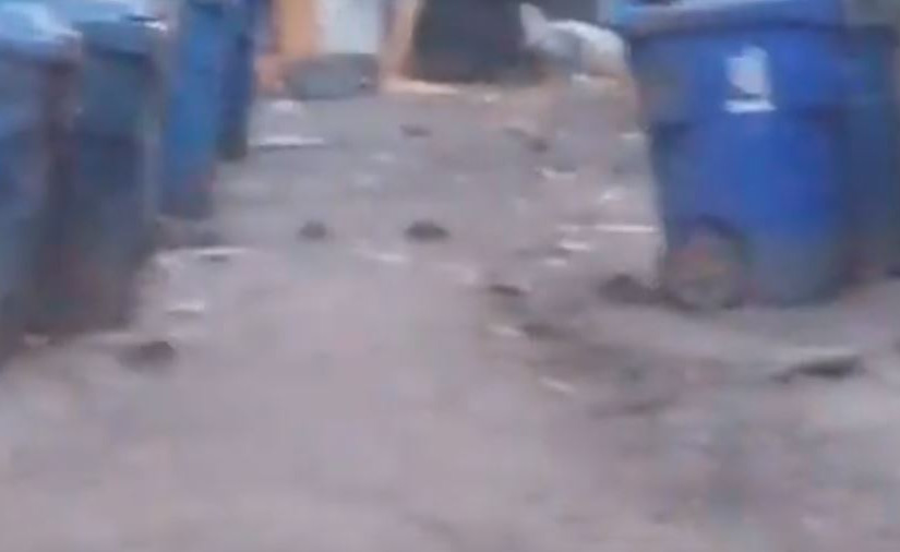 【有片】多市後巷老鼠橫行  群鼠視頻嚇人