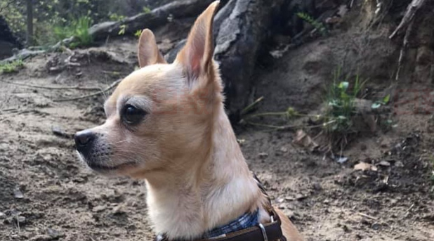 女子地鐵打瞌睡 膝上小狗被偷走 幸遇遊客尋回