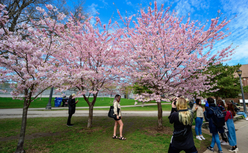 【母親節】多倫多櫻花盛開  周末陪媽媽賞花好時光