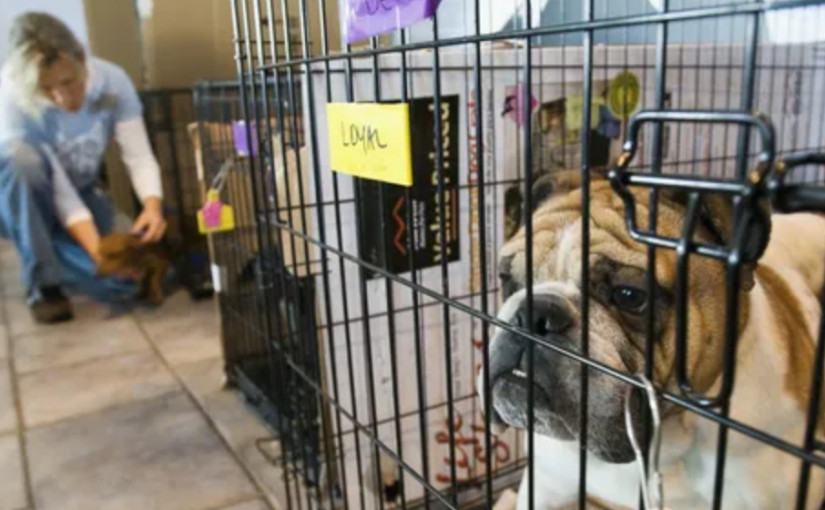 加婦墨國拯救狗隻帶回加感傳染病 業界指感染趨勢增