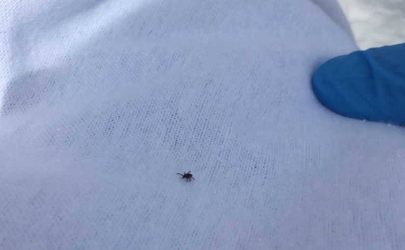 長周末戶外活動慎防黑腿蜱叮咬  減染萊姆病風險